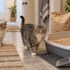 Does Cat Litter Melt Ice? What It Does and How to Use It