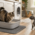 Ever Clean Cat Litter Review: Which Formula Is Right for You?