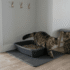 Ever Clean Cat Litter Review: Which Formula Is Right for You?