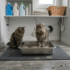 Fresh Step Cat Litter Review: Which Formula Is Right for You?