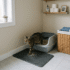Best High Wall Litter Box for a Cat Peeing Over the Edge of the Litter Box