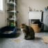 Cat Pooping Next to Litter Box: Why It Happens and How to Fix It