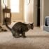 Why Is My Cat Pooping Outside the Litter Box? (Real Causes and Fixes)