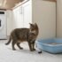 Best High Wall Litter Box for a Cat Peeing Over the Edge of the Litter Box